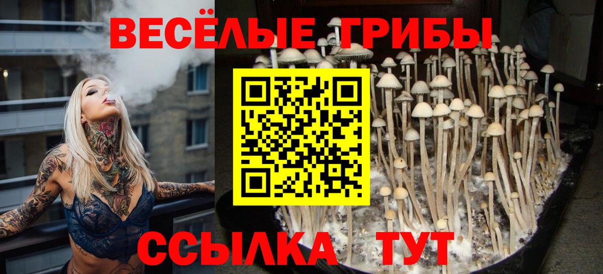 Чайковский  Псилоцибиновые грибы прущие грибы  Вход с VPN 